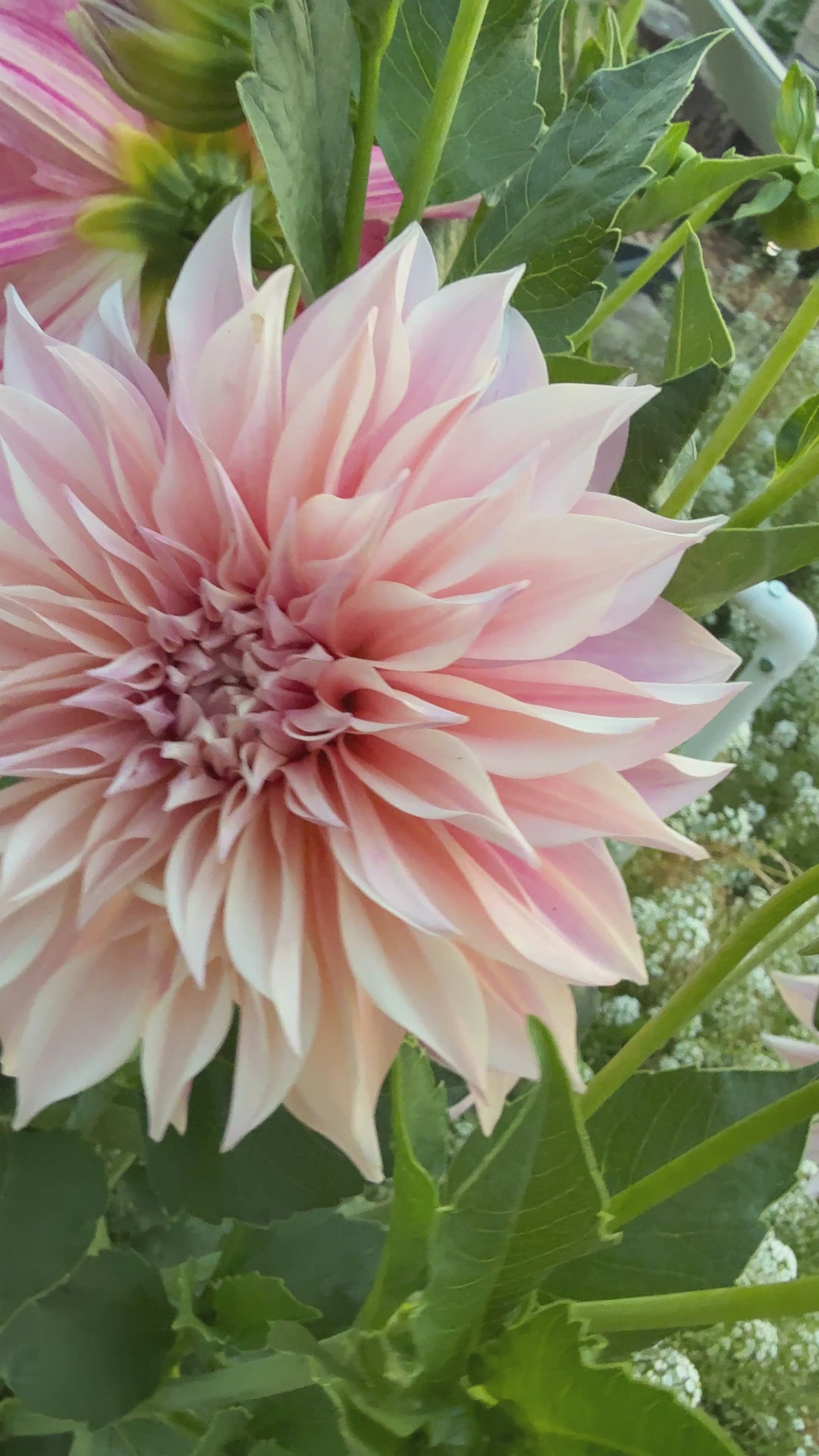 Cafe Au Lait (CAL) dahlia (cream and pink informal decorative dahlia) from Creative Green Gardens in Poulsbo, WA